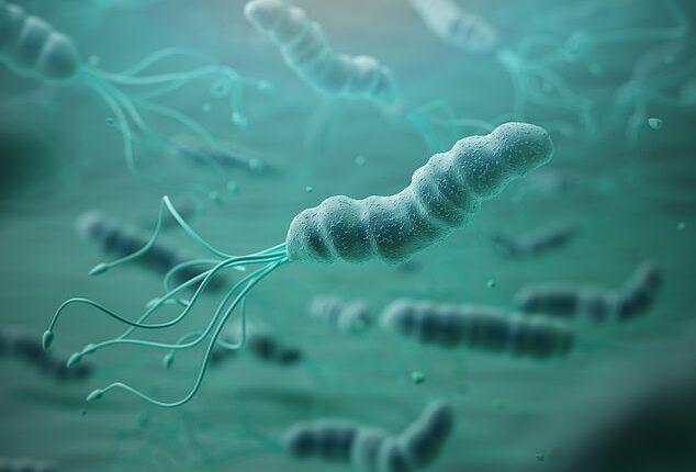 Helicobacter pylori (H. pylori) is a type of bacteria that infects the lining of the stomach