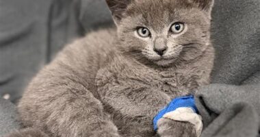 Six-week-old kitten Dorothy (pictured) suffered a fractured pelvis after she was thrown from a moving car in Melbourne's west