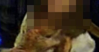 The Oddfellows Arms in Winborne, Dorset, has launched an appeal after an unnamed woman ran off with its mascot, Mr Badger (The woman is pictured with the furry toy hidden beneath her coat)