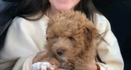 Aged 21, Phoebe Jablonski was used to aches – the kind that come from long days in rehearsal, from pushing her body past what felt comfortable and calling it discipline