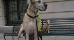 Ladies, Don't Get A Big Dog That You Can't Control