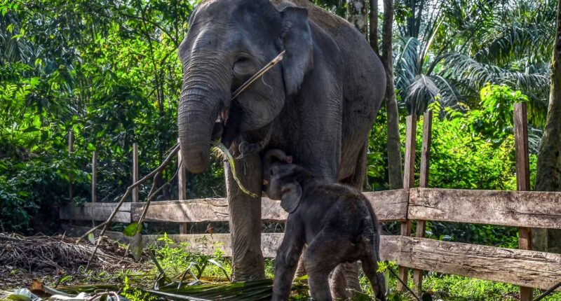 Man trampled to death in incident at Malaysian oil plantation