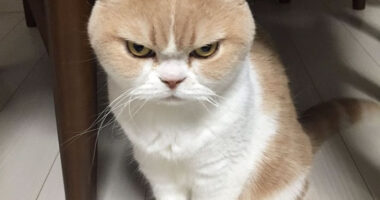 Meet Japanese Grumpy Cat, Who Is Even Grumpier Than The Original One – TVovermind