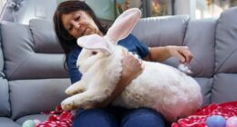 Junior's owner Lyn Hobson, 66, admits that the giant rabbit and his playmate Suzi are ‘spoiled’ as they have their own room in her three-bedroom home in Hull - and a sandpit outside