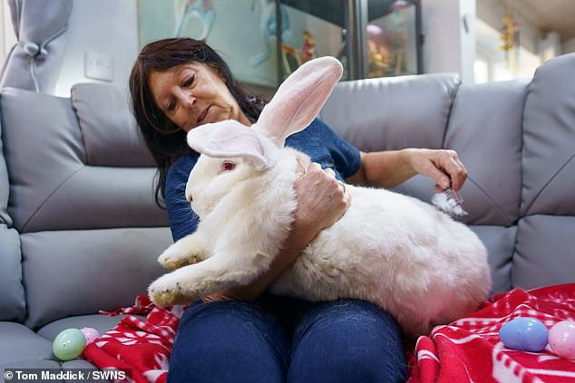 Junior's owner Lyn Hobson, 66, admits that the giant rabbit and his playmate Suzi are ‘spoiled’ as they have their own room in her three-bedroom home in Hull - and a sandpit outside