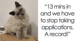 Plush-Like Curly Kittens Got Adopted In Record Time Due To Their Irresistibly Cute Appearance – TVovermind