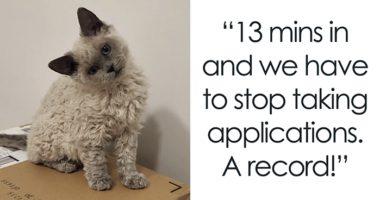 Plush-Like Curly Kittens Got Adopted In Record Time Due To Their Irresistibly Cute Appearance – TVovermind