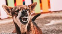 From pain¿related problems like arthritis to hormonal disorders like hypothyroidism, a range of hidden health conditions can increase aggression in dogs (stock image)