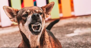From pain¿related problems like arthritis to hormonal disorders like hypothyroidism, a range of hidden health conditions can increase aggression in dogs (stock image)