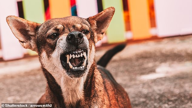 From pain¿related problems like arthritis to hormonal disorders like hypothyroidism, a range of hidden health conditions can increase aggression in dogs (stock image)