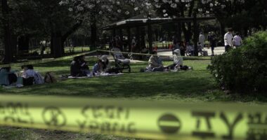 Safety warning as Tokyo’s cherry blossom trees fall during viewing season