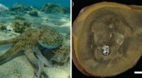 Scientists Baffled After World Guinness ‘Oldest’ Octopus Turns Out To Not Be An Octopus At All