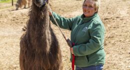 Lisa Fox, the owner of Briery Hill Lamas in Gloucestershire, has been left 'heartbroken' after seven of her llamas culled under instructions from the Animal and Plant Health Agency (APHA)
