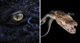 Spectacular Images Of The 2025 Mangrove Photography Awards (45 Pics) – TVovermind