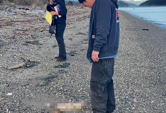 At least 21 carcasses that were initially described as 'canines' by police were found along the beaches of Guemes Island, about two hours north of Seattle