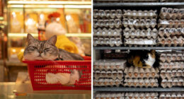 Stray Cats Embracing City Life, As Captured Through The Lens Of This Photographer (40 New Pics)