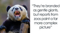 The Biological Illusion That Makes Pandas Look Far Less Dangerous Than They Actually Are – TVovermind