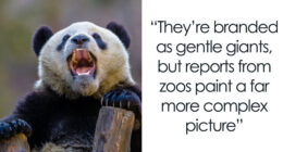 The Biological Illusion That Makes Pandas Look Far Less Dangerous Than They Actually Are – TVovermind