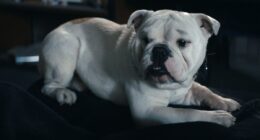 The Boys Season 5 Episode 5 Review: Mess Served Hot