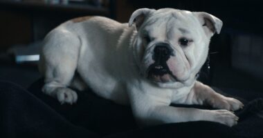 The Boys Season 5 Episode 5 Review: Mess Served Hot
