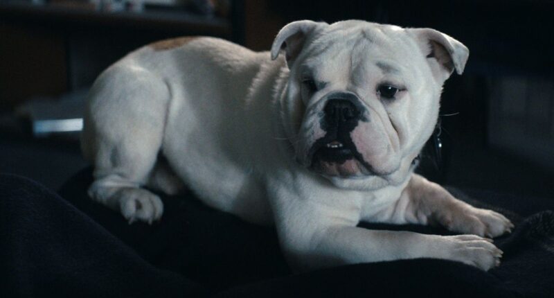 The Boys Season 5 Episode 5 Review: Mess Served Hot