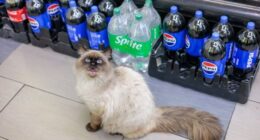 This Page Found 34 Bodega Cats That Show Why New York&rsquo;s Corner Stores Wouldn&rsquo;t Be The Same Without Them
