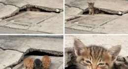 This Page Shares Everything Cats, And Here Are 65 Of Their Hilarious Photos And Memes – TVovermind