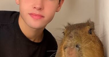 Kyle Thomas with the capybara his mother smuggled from Cambridgeshire to Northern Ireland
