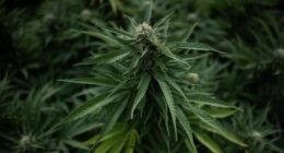 Tilray and other cannabis stocks soar as Trump is reportedly ready to reclassify the substance