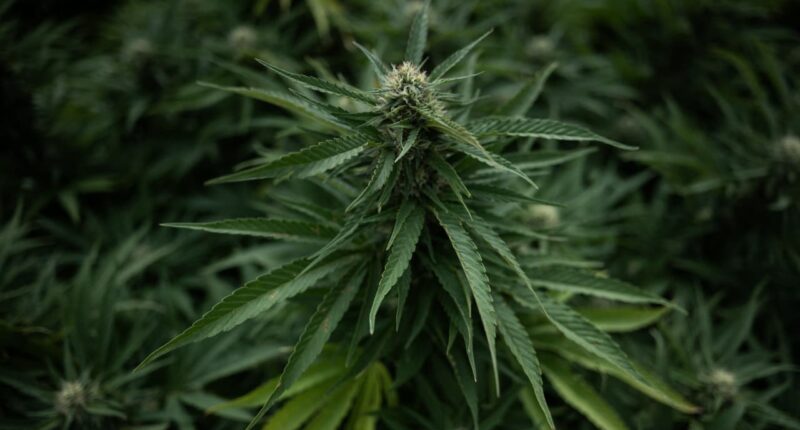 Tilray and other cannabis stocks soar as Trump is reportedly ready to reclassify the substance