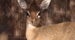 Tiny fawn being raised by surrogate father at UK zoo
