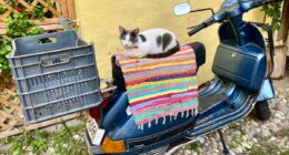 Tougher rules on European pet passports means ‘EU citizen’ loophole ends