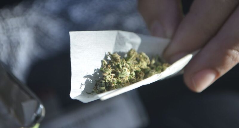 Trump Admin Reclassifies Medical Marijuana as Less Dangerous Drug. – The National Pulse