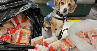 US Customs K-9 Beagle Becomes Viral Sensation After Catching Passenger With 100 Sandwiches