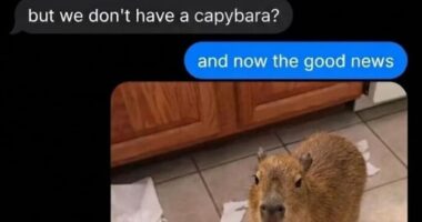 39 Memes Shared By This Page That Show How Cute And Relatable Capybaras Are
