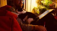 “I Think Everyone Loves Cats”: 26 Adorable Comics By Rob Van Barneveld (New Pics)