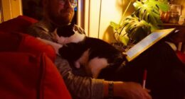 “I Think Everyone Loves Cats”: 26 Adorable Comics By Rob Van Barneveld (New Pics)
