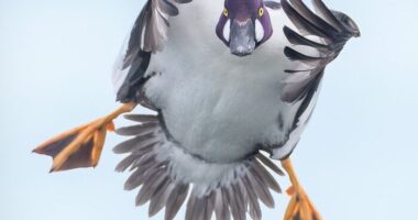 35 New Bird Portraits By Matt Huras That Show Nature At Its Most Beautiful