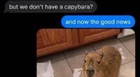 39 Memes Shared By This Page That Show How Cute And Relatable Capybaras Are