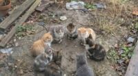 45 Hilarious And Adorable Cat Photos That Perfectly Capture Everyday Chaos, Shared By This Community (New Pics)