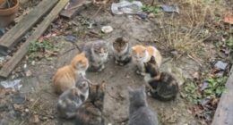 45 Hilarious And Adorable Cat Photos That Perfectly Capture Everyday Chaos, Shared By This Community (New Pics)