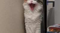75 Funny Pics Of The Most Adorable Felines Yelling Away To Get Your Attention