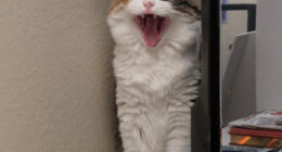 75 Funny Pics Of The Most Adorable Felines Yelling Away To Get Your Attention