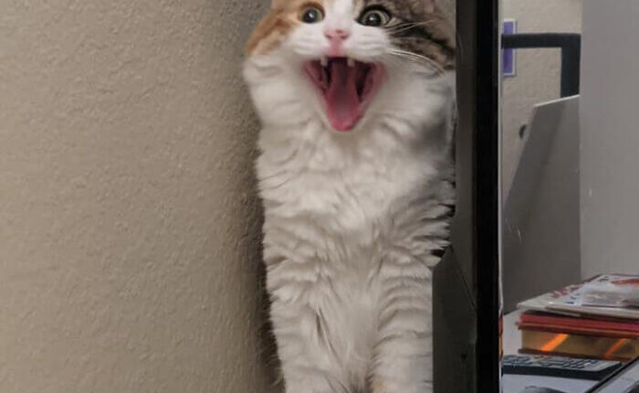 75 Funny Pics Of The Most Adorable Felines Yelling Away To Get Your Attention