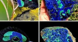 Artist Creates 75 Fascinating Collages Revealing Nature&rsquo;s Overlooked Repeating Patterns
