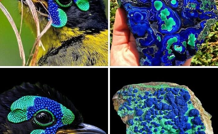 Artist Creates 75 Fascinating Collages Revealing Nature&rsquo;s Overlooked Repeating Patterns