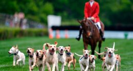 At the Iroquois Steeplechase, the foxhounds kick off the horse races with a howling fun dog parade