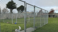 Bay Area shelters cut ties with rescue after dogs listed for adoption were found shot and buried, report says