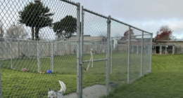 Bay Area shelters cut ties with rescue after dogs listed for adoption were found shot and buried, report says