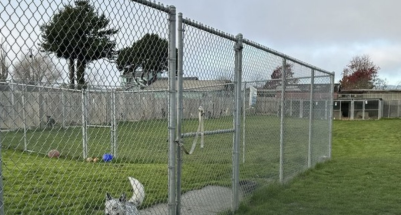 Bay Area shelters cut ties with rescue after dogs listed for adoption were found shot and buried, report says